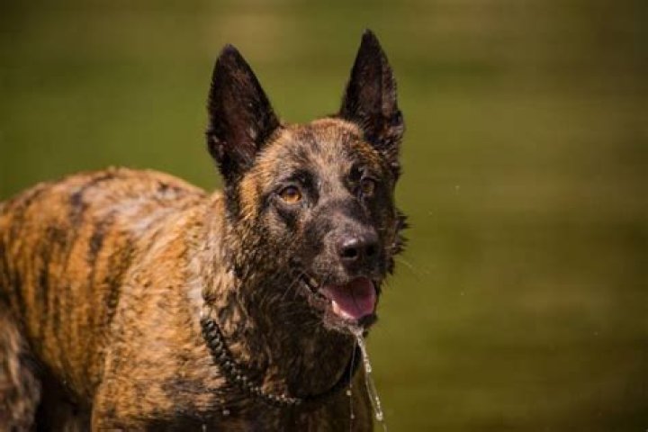 Do Malinois like water?