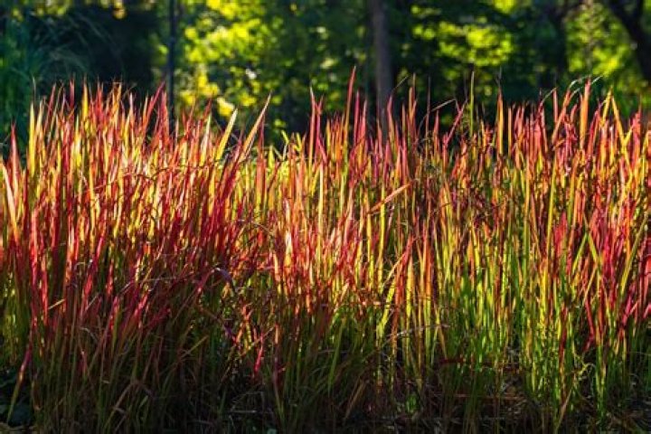 Is Japanese blood grass deer resistant?