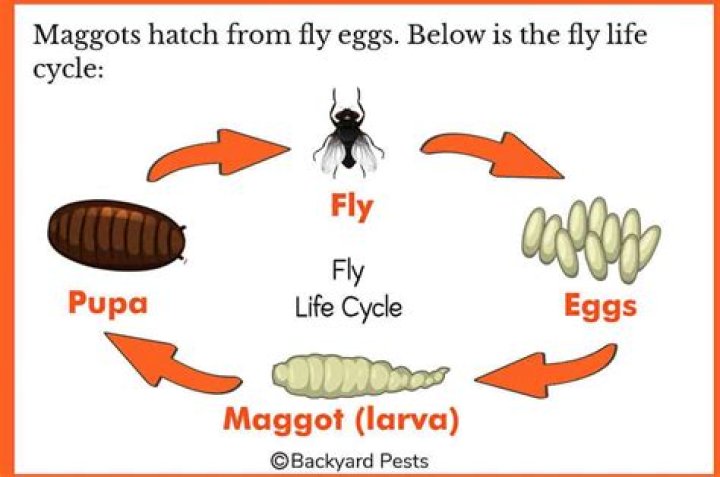 Where do maggots go to pupate?