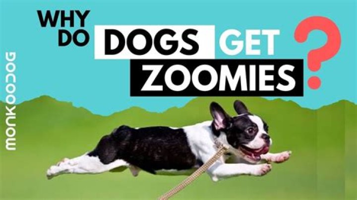 Why do dogs get Zoomies before pooping?